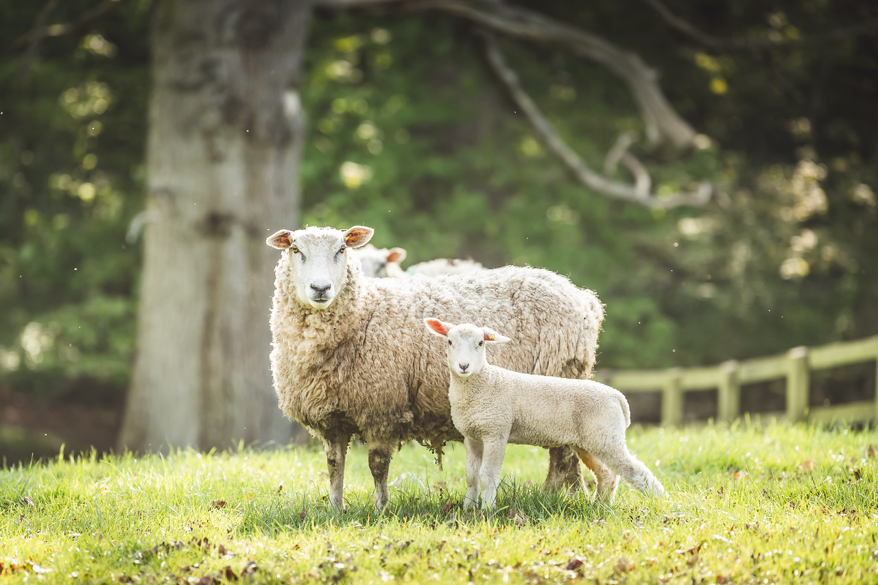 Buy our local grassfed lamb, grazed on Bredon Hill